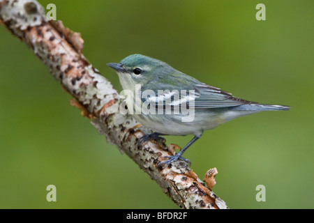 La Paruline azurée (Dendroica cerulea) perché sur une branche près de Long Point, en Ontario, Canada Banque D'Images