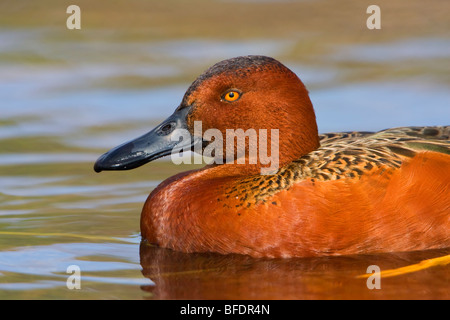 Sarcelle cannelle (Anas cyanoptera) Nager dans l'Estero Llano Grande State Park à New York, USA Banque D'Images