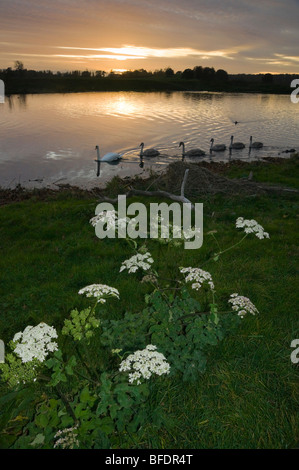 La rivière Tweed à Kelso Ecosse vue du coucher de soleil en octobre avec des cygnes et de fleurs sauvages Banque D'Images