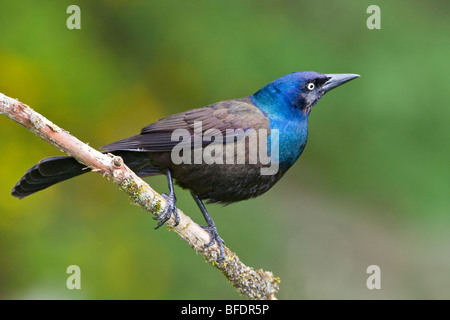 Quiscale bronzé (Quiscalus quiscula) perché sur une branche près de Toronto, Ontario, Canada Banque D'Images