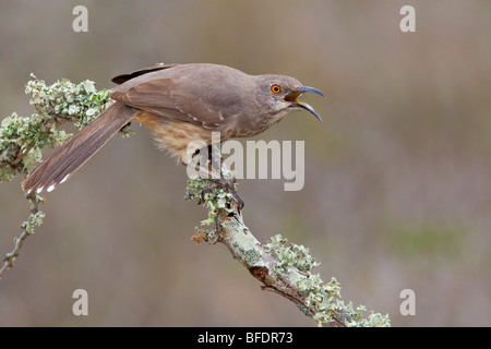 À bec courbe (thrasher Toxostoma curvirostre) perché sur une branche à Falcon State Park, Texas Banque D'Images