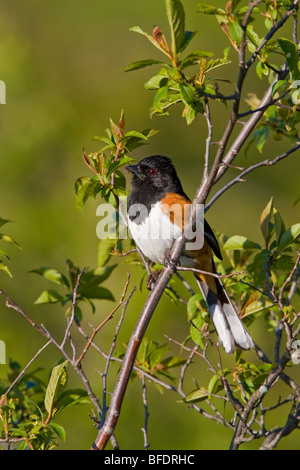 Tohi de l'Est (Pipilo erythrophthalmus) perché sur une branche à l'Alvar Carden en Ontario, Canada Banque D'Images