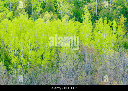 Début des feuilles de peuplier, bouleau et les érables créer plusieurs teintes de vert dans une forêt de printemps près de Hope Bay, Ontario, Canada Banque D'Images