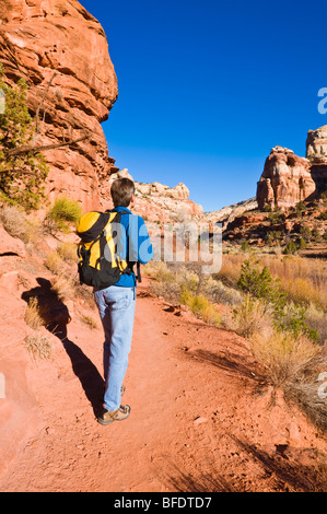 Randonneur sur le sentier pour abaisser Calf Creek Falls, Grand Staircase-Escalante National Monument (Utah) Banque D'Images