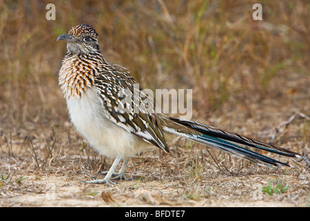 Une plus grande (Geococcyx californianus) Roadrunner dans une zone de garrigue sèche Falcon State Park, Texas, États-Unis Banque D'Images