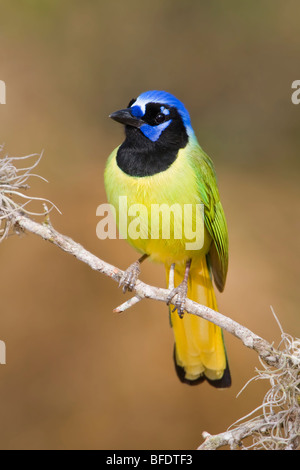 (Cyanocorax yncas Jay vert) perché sur une branche dans la vallée du Rio Grande du Texas, USA Banque D'Images