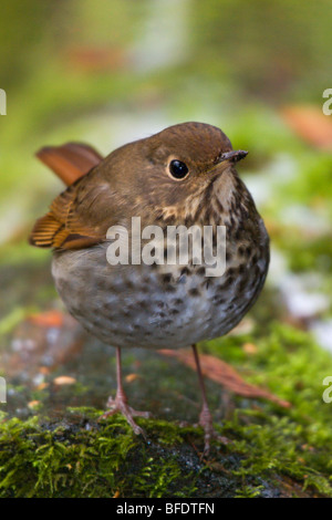Close-up de la grive solitaire (Catharus guttatus) perché sur un arbre moussu à Victoria, île de Vancouver, Colombie-Britannique, Canada Banque D'Images