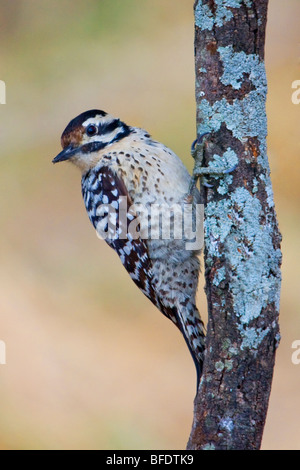 Pic à échelle (Picoides scalaris) perché sur une branche dans la vallée du Rio Grande du Texas, USA Banque D'Images