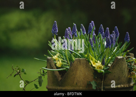 Close-up de muscaris bleus et jaunes primevères plantées dans old chimney pot Banque D'Images