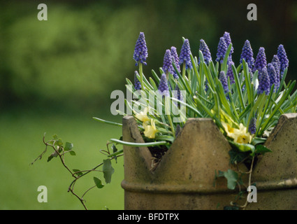 Close up of blue-raisin jacinthes et primevères jaune planté dans la vieille cheminée victorienne-pot Banque D'Images