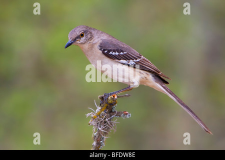 Moqueur polyglotte (Mimus polyglottos) perché sur une branche dans la vallée du Rio Grande du Texas, USA Banque D'Images