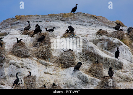 Cormoran pélagique (Phalacrocorax pelagicus) colonie de nidification sur l'Île Mandarte, près de Victoria, Colombie-Britannique, Canada Banque D'Images