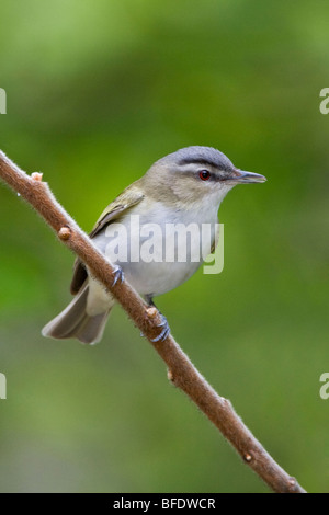 Viréo aux yeux rouges (Vireo olivaceus) perché sur une branche près de Long Point, en Ontario, Canada Banque D'Images