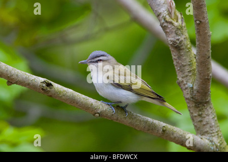 Viréo aux yeux rouges (Vireo olivaceus) perché sur une branche près de Long Point, en Ontario, Canada Banque D'Images