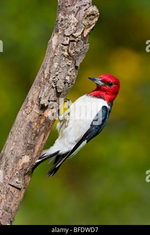 Pic à tête rouge (Melanerpes erythrocephalus) perché sur une branche près de Toronto, Ontario, Canada Banque D'Images