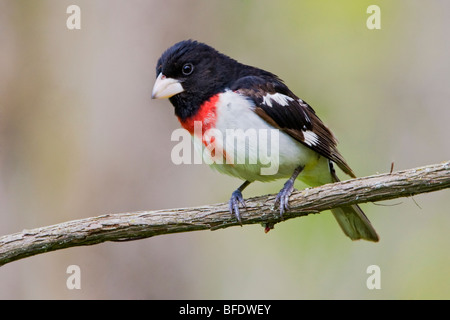 Cardinal à poitrine rose (Pheucticus ludovicianus) perché sur une branche près de Long Point, en Ontario, Canada Banque D'Images