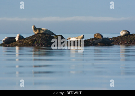 Fourrure (Callorhinus ursinus) au soleil sur des rochers près de Victoria, île de Vancouver, Colombie-Britannique, Canada Banque D'Images