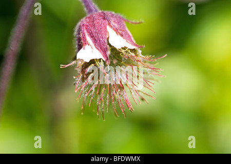 (Geum rivale Benoîte de l'eau) sur un après-midi, mai Banque D'Images