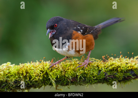 Tohi tacheté (Pipilo maculatus) perché sur une branche couverte de mousse à Victoria, île de Vancouver, Colombie-Britannique, Canada Banque D'Images