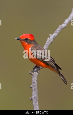 Le moucherolle vermillon (Pyrocephalus rubinus) perché sur une branche à Estero Llano Grande State Park à New York, USA Banque D'Images