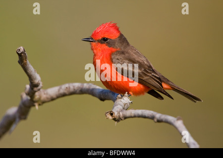 Le moucherolle vermillon (Pyrocephalus rubinus) perché sur une branche à Estero Llano Grande State Park à New York, USA Banque D'Images