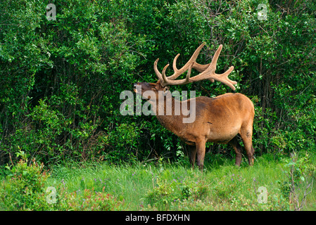 Bull le wapiti (Cervus canadensis) avec ses bois de velours, Jasper National Park, Alberta, Canada Banque D'Images