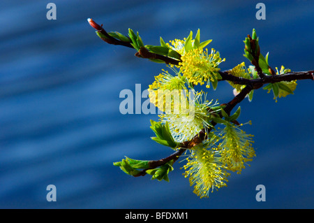 Détail de chatons et les nouvelles feuilles de saule (Salix), dans le parc national Banff, Alberta, Canada Banque D'Images