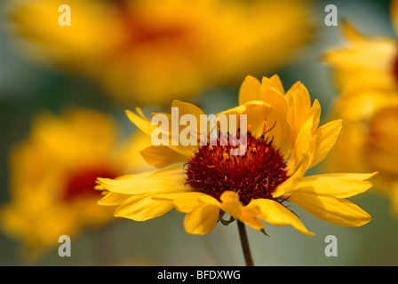 Libre de la gaillarde (Gaillardia aristata) blossom, Jasper National Park, Alberta, Canada Banque D'Images