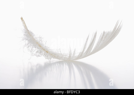 Single white feather isolé sur fond blanc avec la réflexion Banque D'Images