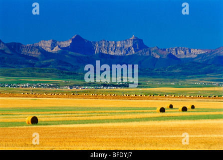 Terres agricoles où la prairie répond à la montagne près de Pincher Creek, Alberta, Canada Banque D'Images