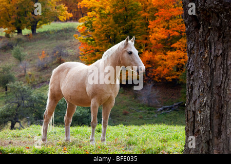 Cheval Blanc à l'automne près de Pomfret Vermont USA Banque D'Images