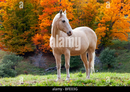 Cheval blanc en automne près de Pomfret, Vermont, États-Unis Banque D'Images