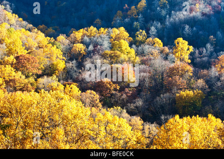 Vue sur les arbres à l'automne de Newfound Gap Road, Great Smoky Mountains National Park, Texas Banque D'Images