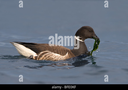 La Bernache cravant (Branta bernicla) manger la vie végétale à Island View Beach Regional Park, Saanich, Colombie-Britannique, Canada Banque D'Images