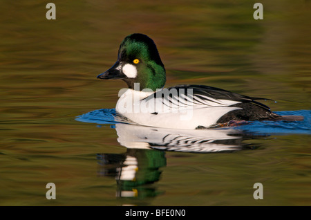 Le Garrot à œil d'or (Bucephala clangula) dans la lagune Esquimalt, Victoria, île de Vancouver, Colombie-Britannique, Canada Banque D'Images