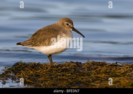 Le plumage d'hiver sur le Bécasseau variable (Calidris alpina) sur la rive de la lagune Esquimalt, Victoria, île de Vancouver, Colombie-Britannique, Canada Banque D'Images