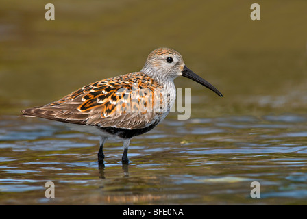 Plumage nuptial sur le Bécasseau variable (Calidris alpina), Oak Bay, Victoria, île de Vancouver, Colombie-Britannique, Canada Banque D'Images