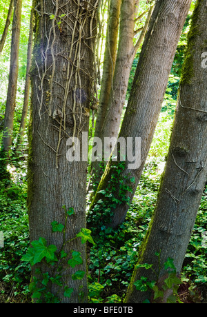 Les efforts de conservation couper le lierre envahissant le tuer sur les arbres alors que les nouveaux ivy commence à augmenter à partir du sol de la forêt. Banque D'Images