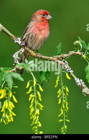 Roselin familier (Carpodacus mexicanus) sur la floraison arbre laburnum Branch, Victoria, île de Vancouver, Colombie-Britannique, Canada Banque D'Images