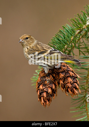 Tarin des pins (Carduelis pinus) perchés sur des pommes de pins dans la région de Victoria, île de Vancouver, Colombie-Britannique, Canada Banque D'Images