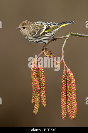 Tarin des pins (Carduelis pinus) perché sur chatons aulne à Victoria, île de Vancouver, Colombie-Britannique, Canada Banque D'Images