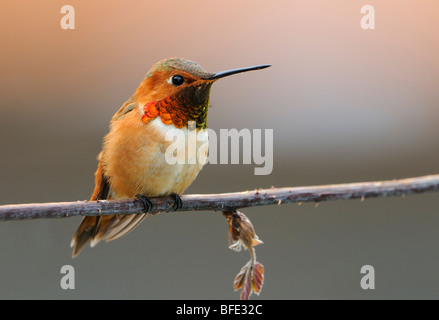 Le colibri mâle (Selasphorus rufus) sur la perche, Victoria, île de Vancouver, Colombie-Britannique, Canada Banque D'Images