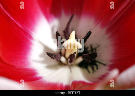 La Tombe d'une fleur de tulipe rouge et blanc montrant les étamines et pistil Banque D'Images