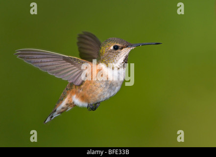 Le colibri femelle (Selasphorus rufus) en vol, Victoria, île de Vancouver, Colombie-Britannique, Canada Banque D'Images