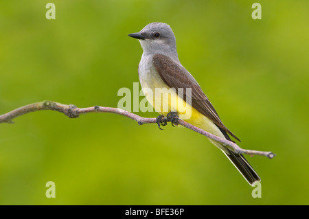 Tyran de l'Ouest (Tyrannus verticalis) sur la perche à Poule State Park, Washington, USA Banque D'Images