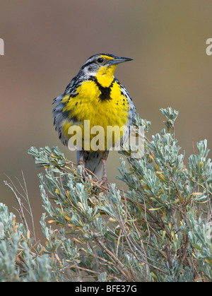 Sturnelle de l'Ouest (Sturnella neglecta) sur l'armoise argentée à Columbia National Wildlife Refuge, Washington, USA Banque D'Images