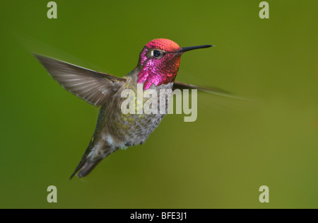 Homme Anna's hummingbird (Calypte anna) en vol dans la région de Victoria, île de Vancouver, Colombie-Britannique, Canada Banque D'Images