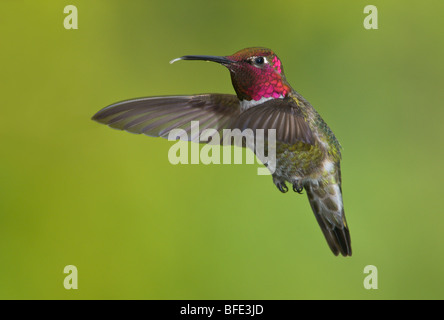 Homme Anna's hummingbird (Calypte anna) en vol dans la région de Victoria, île de Vancouver, Colombie-Britannique, Canada Banque D'Images