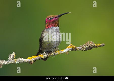 Homme Anna's hummingbird (Calypte anna) sur la perche dans Victoria, île de Vancouver, Colombie-Britannique, Canada Banque D'Images