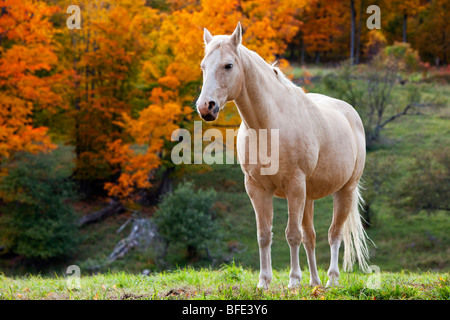 Cheval Blanc à l'automne près de Pomfret Vermont USA Banque D'Images